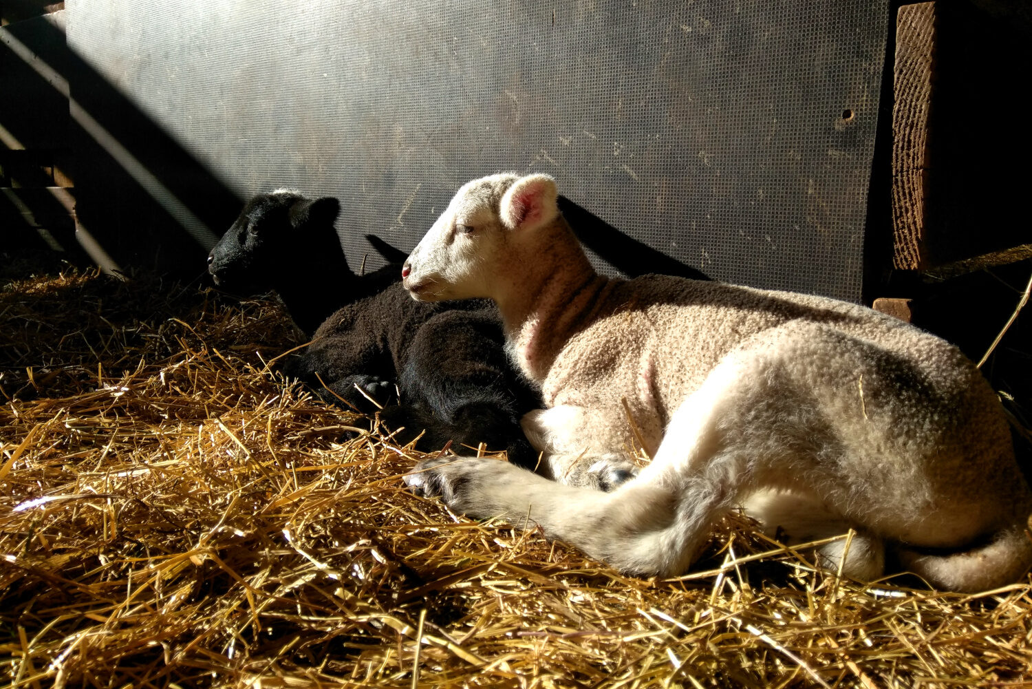 Naissance des agneaux