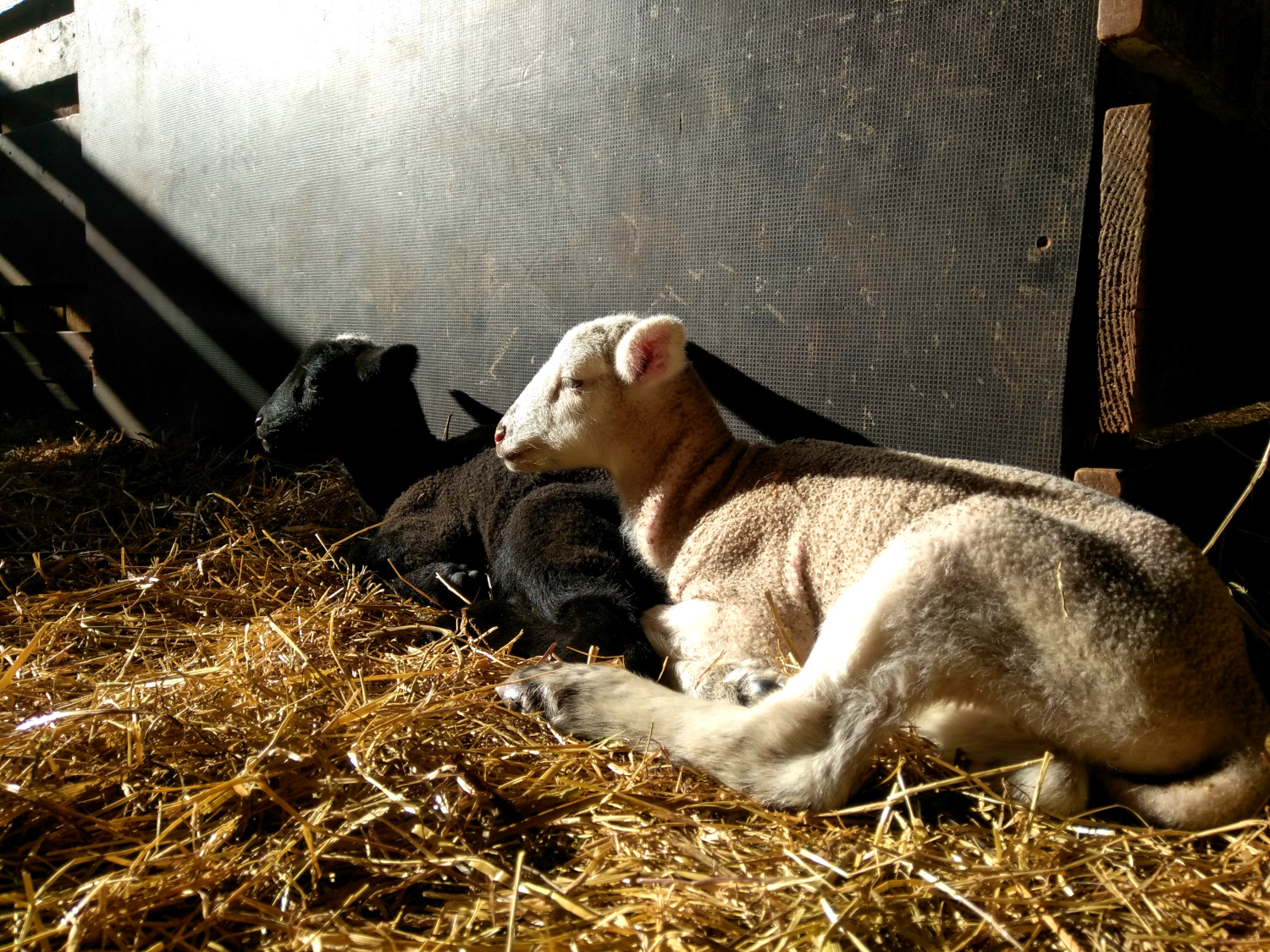 Naissance des agneaux
