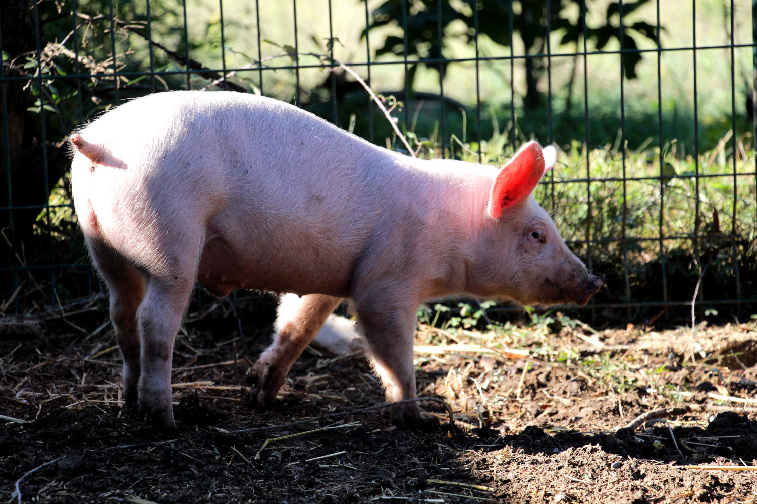 l'élevage de cochons